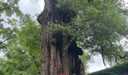 吉林榆树最新爆料,揭秘神秘事件背后的真相